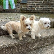 Ankewinklerle Avatar