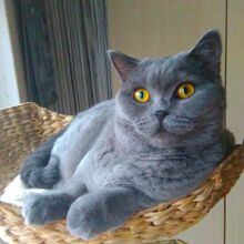 sylvia-malawy Avatar