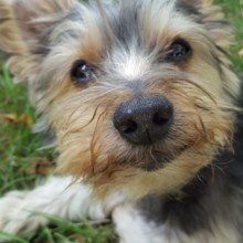 inge-schroeder1 Avatar