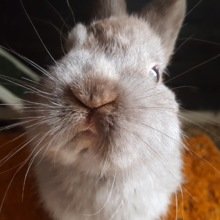 dorriehaekeltante Avatar