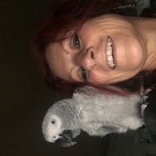 sibirianbulli Avatar