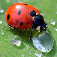 carmen-woll-bauer Avatar