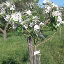 gabriele-machacek Avatar