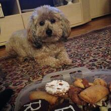 lieselotte-brandl Avatar