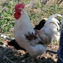 christiane-appel Avatar