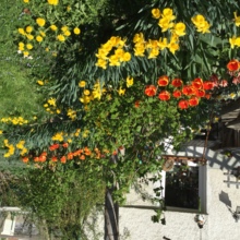 annemarie-heinimann Avatar