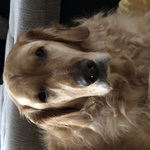 renee-lejeune-muller