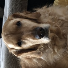 renee-lejeune-muller Avatar