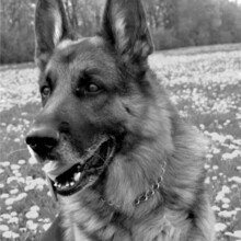 irmgard-gierl Avatar