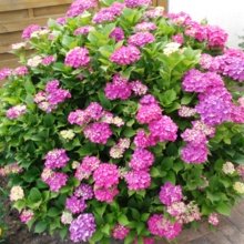 Basteltante20-9 Avatar