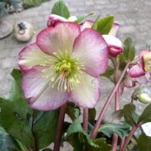 Wollmonsterchen Avatar