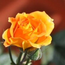 PetraSchuster Avatar