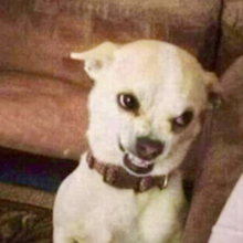 angela-schrittwieser Avatar