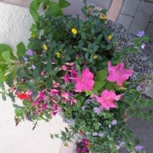 martina-schalling Avatar