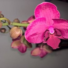 claudia-werner5 Avatar