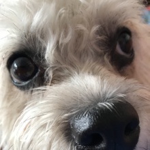 angelika-saur Avatar