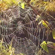 claudia-freisheim Avatar