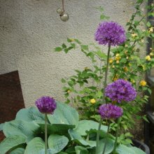 sabine-pecher Avatar