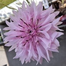 gabi-monigatti Avatar