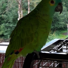 fluegelpueppchen Avatar