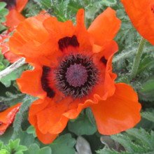 helga-poetzschke Avatar