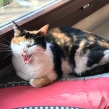 Oriana-Frischknecht Avatar