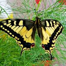 doris-scherer Avatar