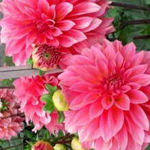 rosemarie-zahn Avatar