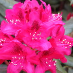 ZafirasHundMenschDesign