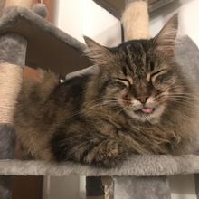 brigitte-fink Avatar