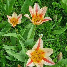 nicole-neurohr Avatar