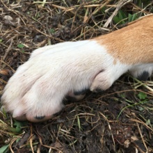 azoneschachtner Avatar