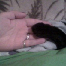 ramona-schmoekel Avatar