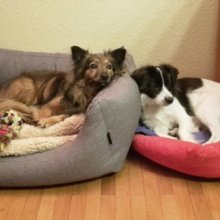 ursula-streicher-milosevic Avatar