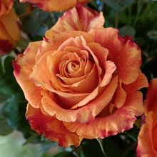 bettina-stermole Avatar