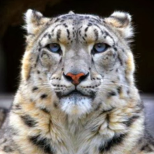 elisambabygirl Avatar