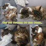 Wollaholic-ColouRIES