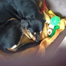 sibylle-mandl Avatar