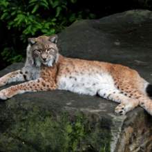 anja-kloepping Avatar