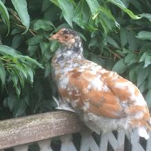 Katharinas-Handarbeiten Avatar