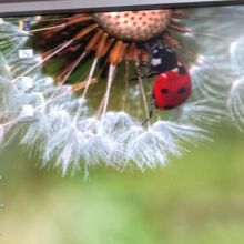 christine-dummer Avatar