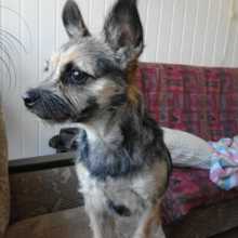 rosemarie-sprakel Avatar