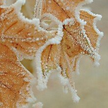 isabella-schmied Avatar