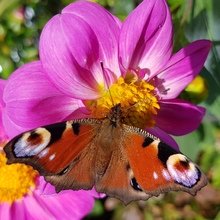 sabine-arndt2000 Avatar