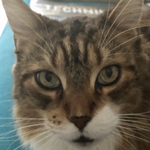 rita-siegfried Avatar