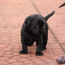 Blindguardian Avatar