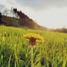 elisabeth-schoenfelder Avatar