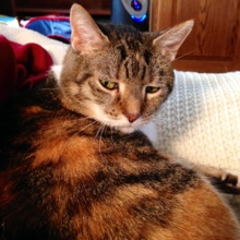 cheri-diederich Avatar