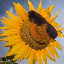 Sonnenschein1408 Avatar