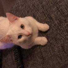 nicole-pasewald Avatar